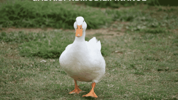 Panduan Ternak Bebek untuk Pemula (Bisnis Minim Pesaing)