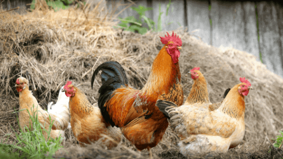 Menggapai Sukses dengan Peluang Usaha Agribisnis Modal Kecil