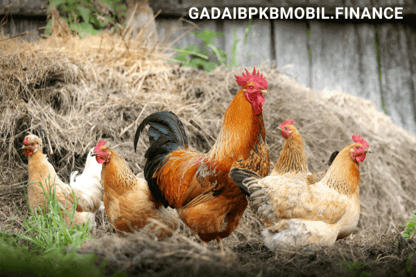 peluang usaha agribisnis modal kecil